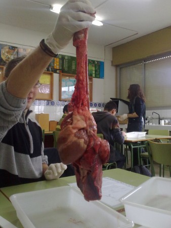 4.-APARATO RESPIRATORIO